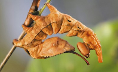 biodiversité