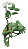 cameleon