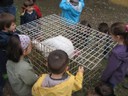 5 mai PS MS Sortie a la Ferme (72).JPG