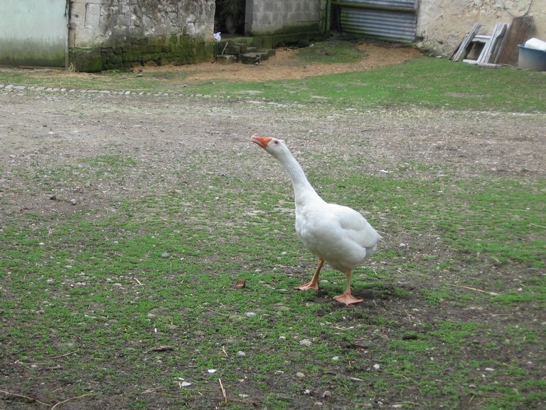 5 mai PS MS Sortie a la Ferme (73).JPG
