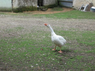 5 mai PS MS Sortie a la Ferme (73).JPG