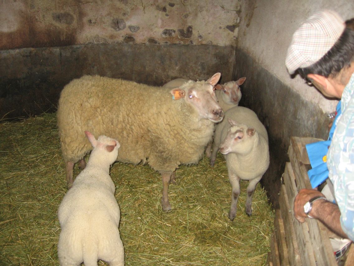 5 mai PS MS Sortie a la Ferme (75).JPG
