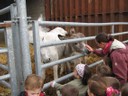 5 mai PS MS Sortie a la Ferme (9).JPG