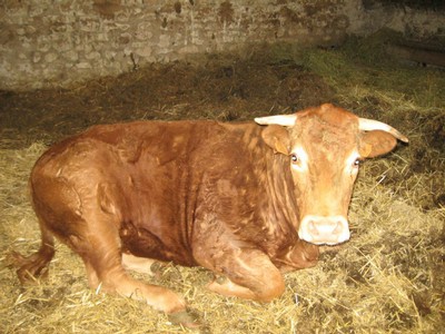 5 mai PS MS Sortie a la Ferme (90).JPG