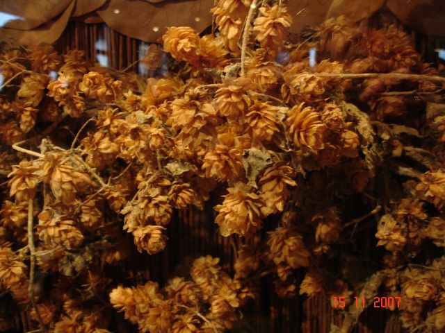 DSC04744.JPG