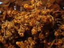DSC04744.JPG