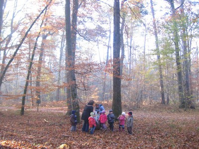 20071115_Foret  de Vouille_PSMS (1).JPG