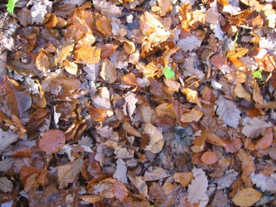 20071115_Foret  de Vouille_PSMS (23).JPG