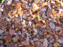 20071115_Foret  de Vouille_PSMS (23).JPG