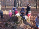 20071115_Foret  de Vouille_PSMS (9).JPG
