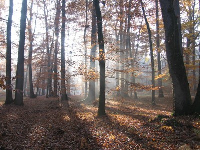 20071115_Foret  de Vouille_PSMS.JPG