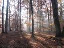 20071115_Foret  de Vouille_PSMS.JPG