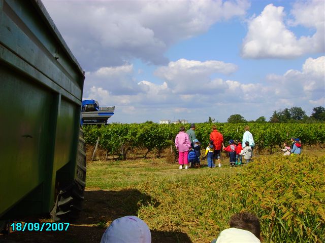 vendanges 018.jpg