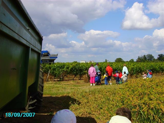 vendanges 018.jpg