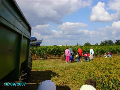 vendanges 018.jpg