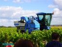 vendanges 022.jpg