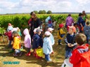 vendanges 023.jpg