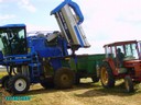 vendanges 028.jpg