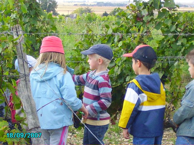 vendanges 035.jpg