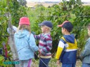 vendanges 035.jpg