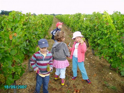 vendanges 037.jpg