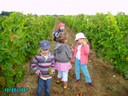 vendanges 037.jpg