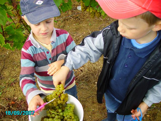 vendanges 039.jpg