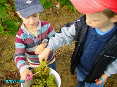 vendanges 039.jpg