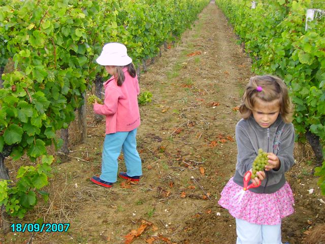 vendanges 040.jpg