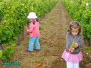 vendanges 040.jpg