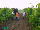 vendanges 044.jpg