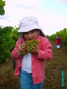 vendanges 045.jpg