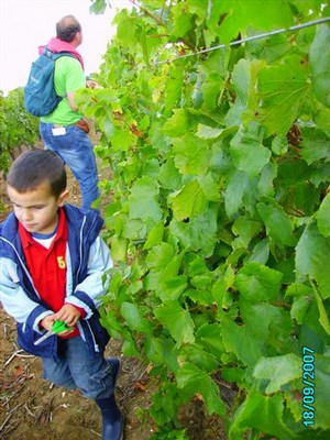 vendanges 047.jpg