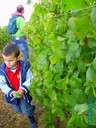 vendanges 047.jpg