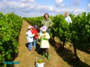 vendanges 054.jpg