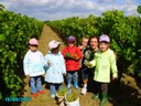 vendanges 055.jpg