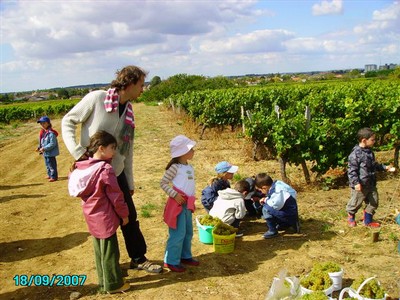 vendanges 057.jpg