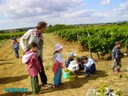 vendanges 057.jpg