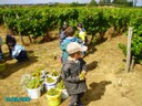 vendanges 058.jpg