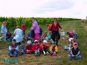 vendanges 060.jpg