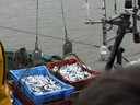 KIF_2439.JPG