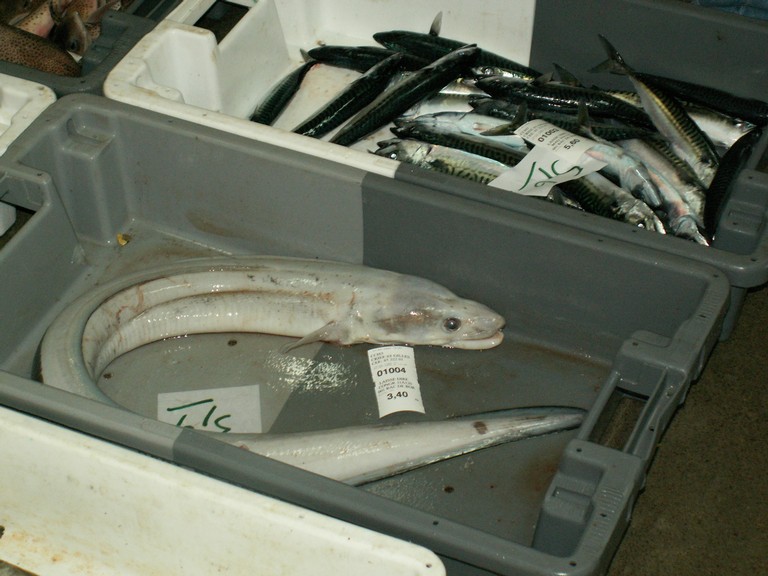 PICT0039.JPG