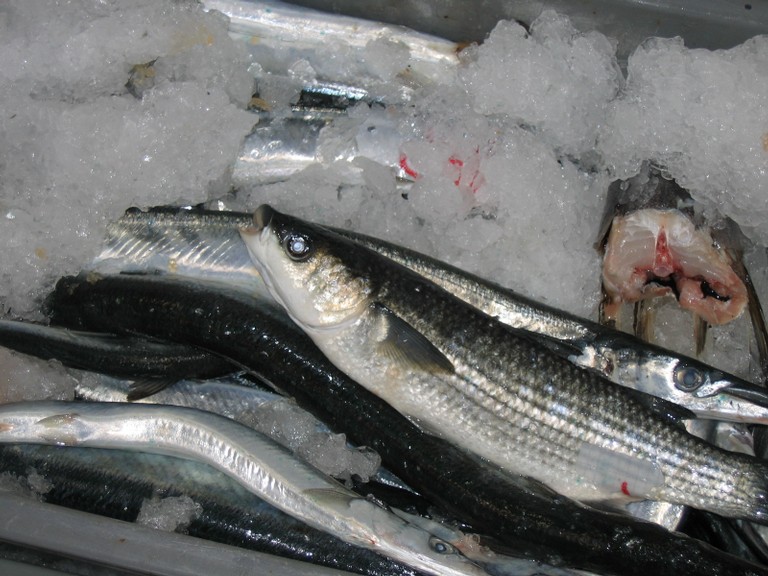 classe de mer a Bretignolles 002.jpg