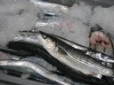 classe de mer a Bretignolles 002.jpg