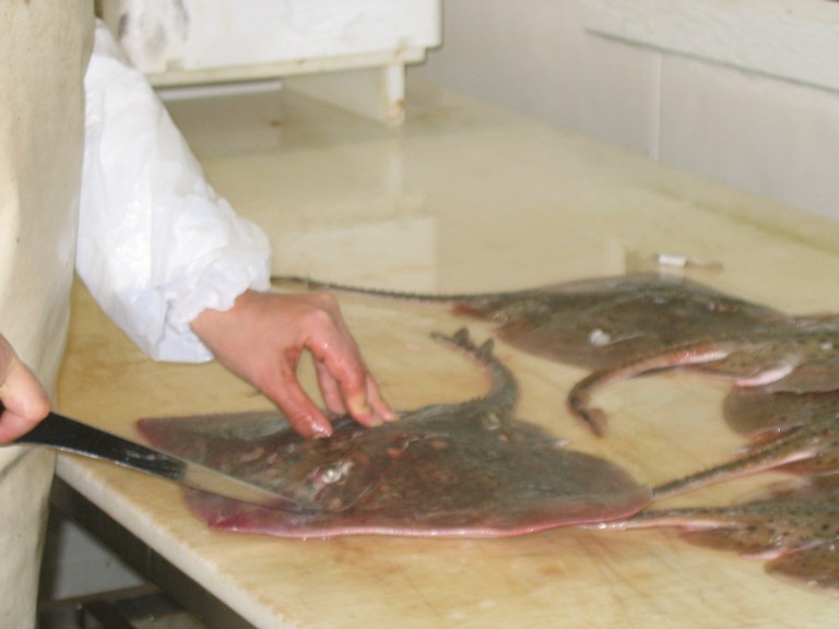 classe de mer a Bretignolles 005.jpg