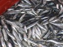 classe de mer a Bretignolles 006.jpg