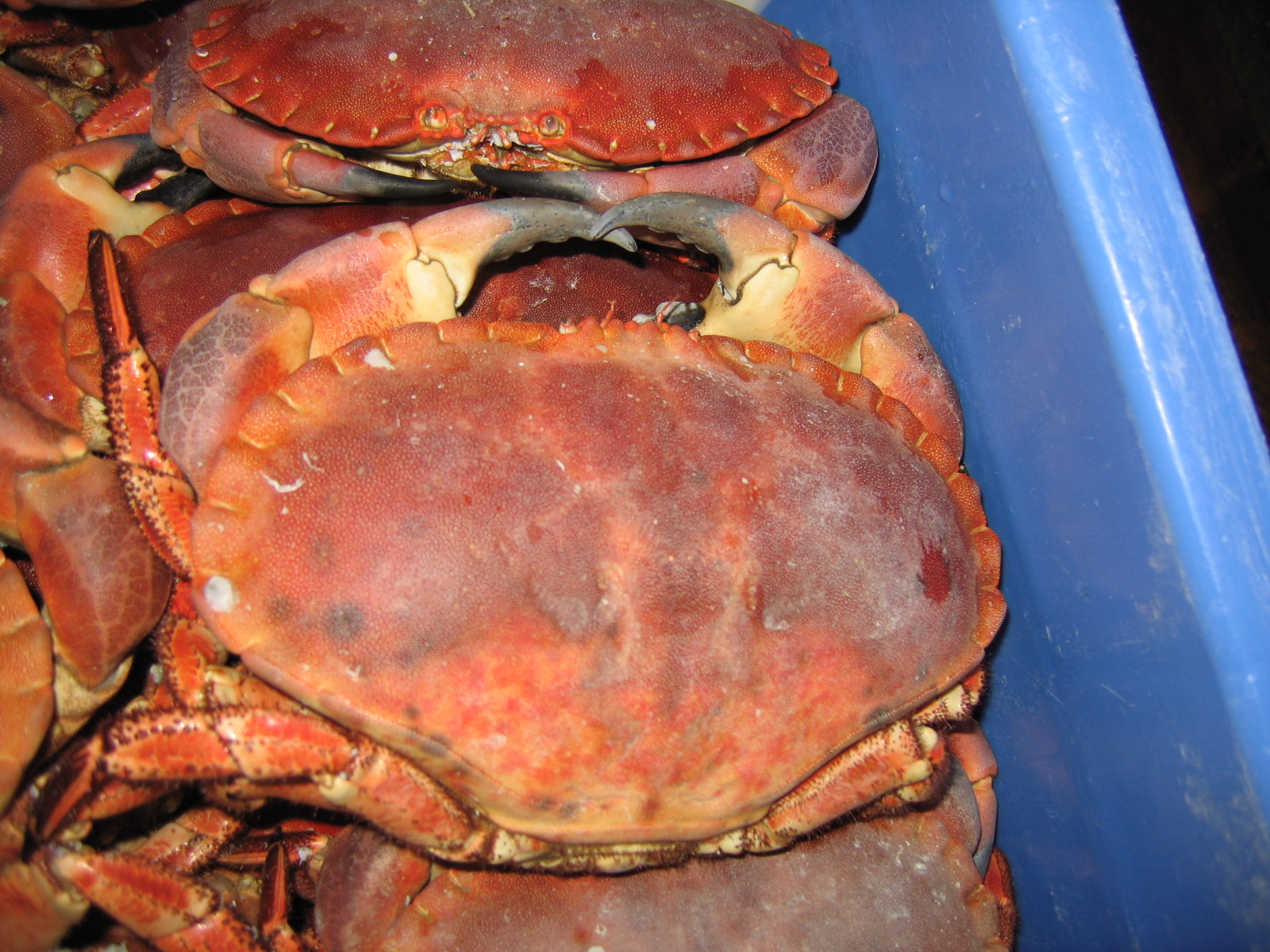 classe de mer a Bretignolles 009.jpg