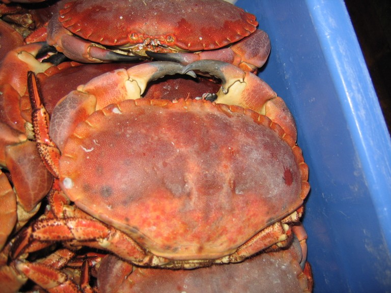 classe de mer a Bretignolles 009.jpg
