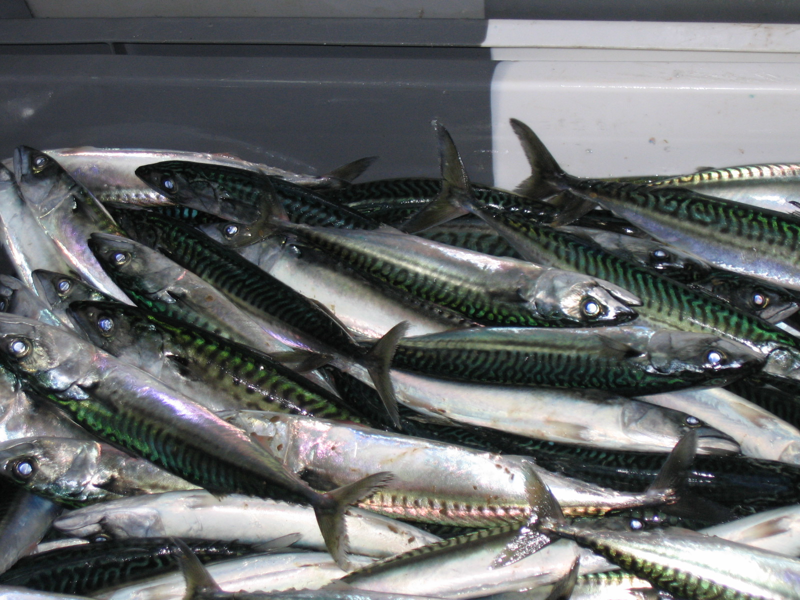 classe de mer a Bretignolles 011.jpg
