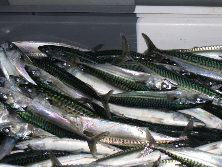 classe de mer a Bretignolles 011.jpg